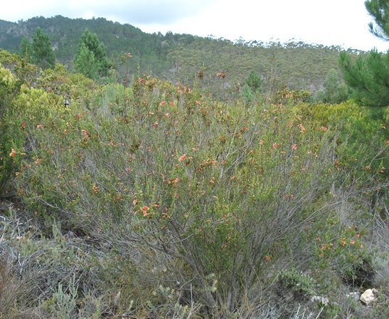 Erica discolor grown big near Caledon